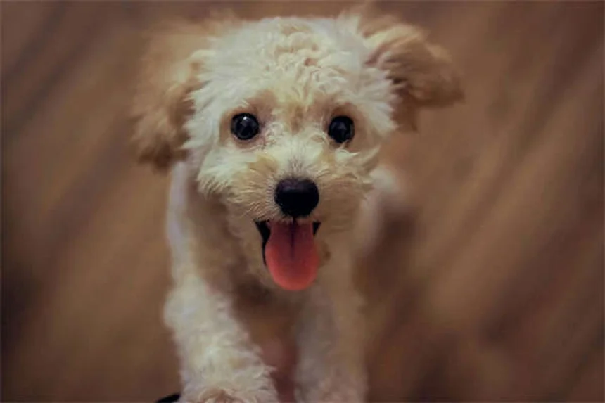 Vapor Wake犬とは？自爆テロを防ぐ最強の探知犬