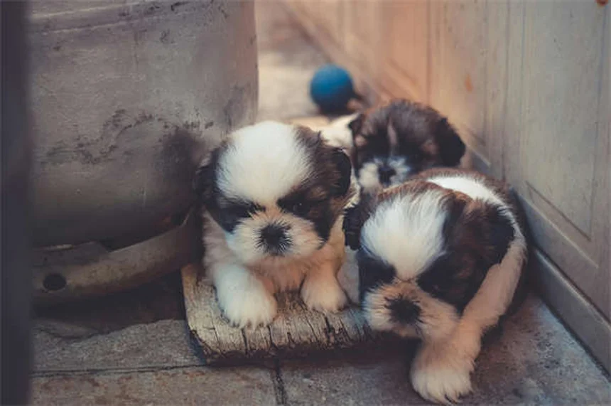 【獣医師監修】犬の家庭療法8選と絶対NGな13症状｜知識で守る愛犬の健康