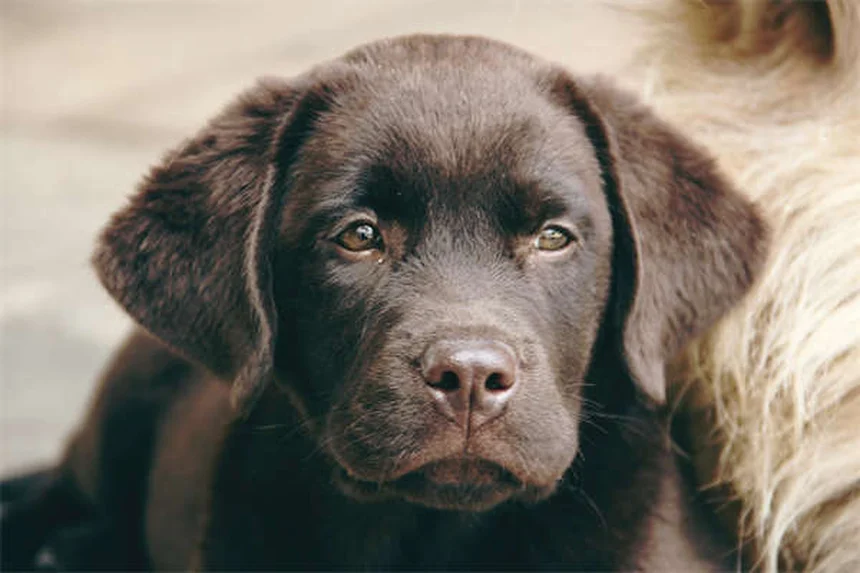 【獣医師監修】犬の家庭療法8選と絶対NGな13症状｜知識で守る愛犬の健康