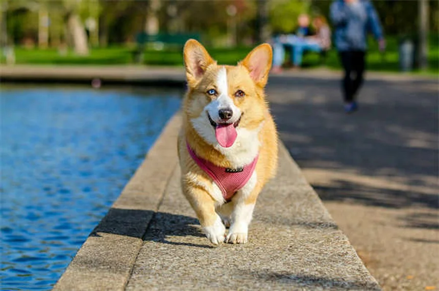 犬の歯茎が白い理由とすぐに動物病院へ行くべき症状