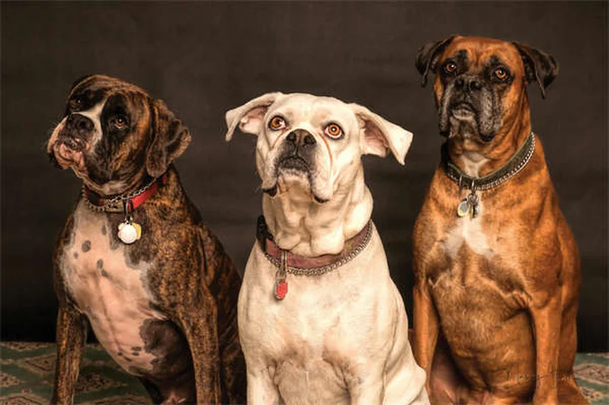 犬の血管性血友病：症状と治療法を獣医師が解説