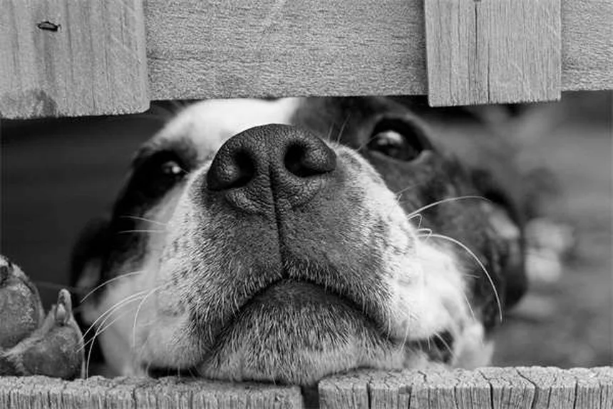 犬のいびき原因は？解剖や肥満など知っておきたい真実
