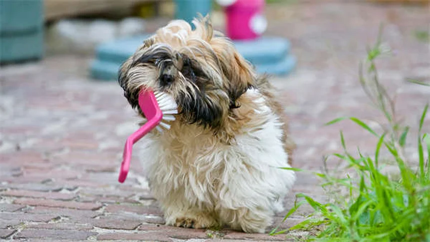 犬のいびき原因は？解剖や肥満など知っておきたい真実