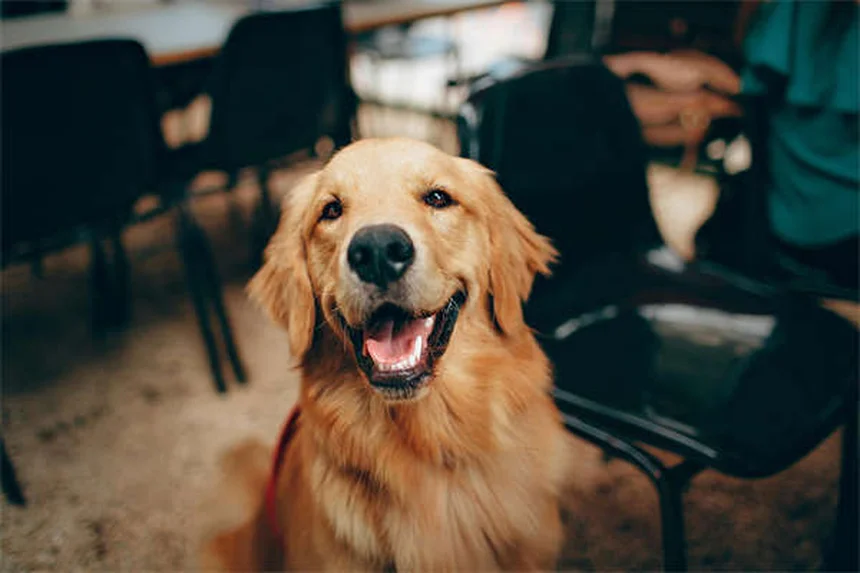 子犬の下痢、すぐに病院？その判断基準と正しい対処法