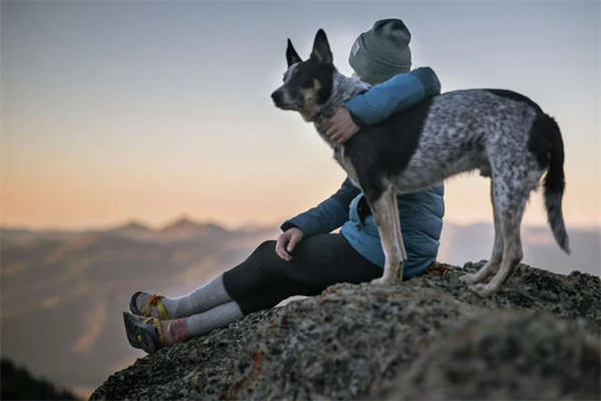 犬の左旋肉碱：効果や副作用を獣医師が解説
