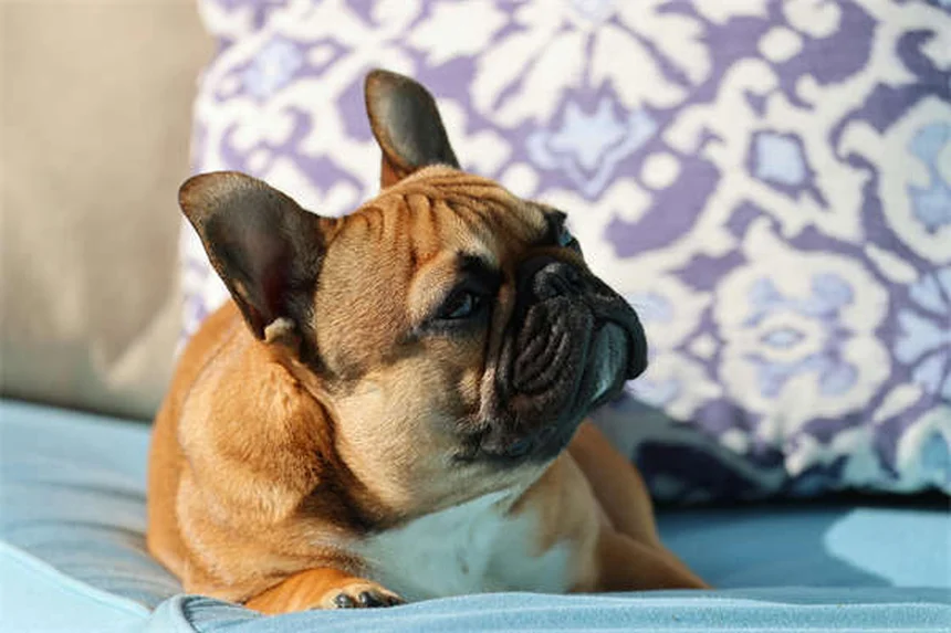犬を落ち着かせる音楽とは？研究が証明した効果とおすすめジャンル