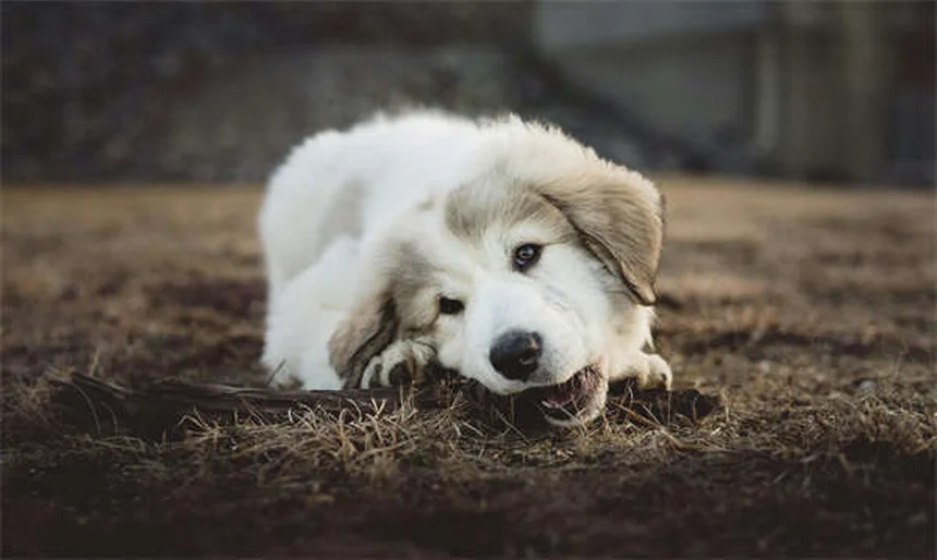 メルファランとは？犬猫の癌治療に使われる抗癌剤の効果と副作用を解説