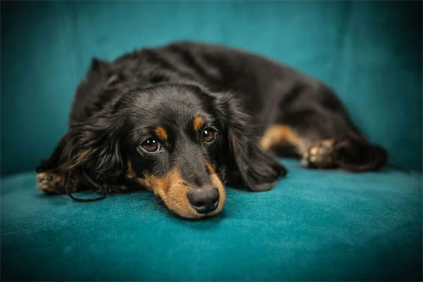 ピットブルと賃貸、本当にペット可？実体験からわかった犬種差別を避ける3つの方法