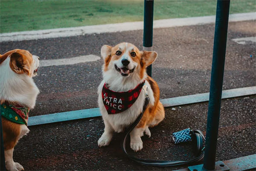 ピットブルと賃貸、本当にペット可？実体験からわかった犬種差別を避ける3つの方法
