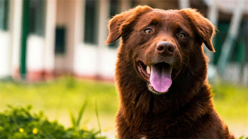 ピットブルと賃貸、本当にペット可？実体験からわかった犬種差別を避ける3つの方法