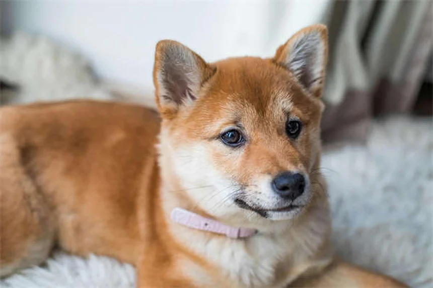 獣医師が教える犬のインスリノーマの症状から治療まで