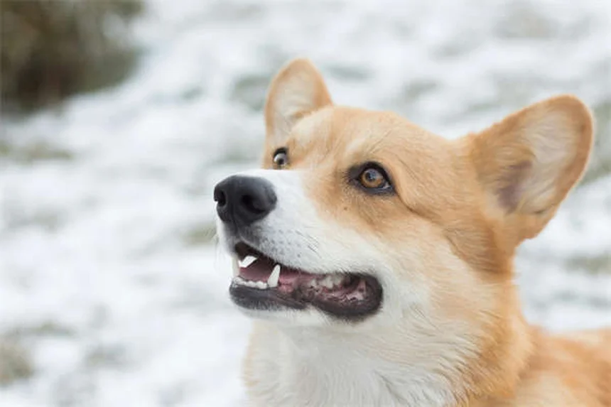 獣医師が教える犬のインスリノーマの症状から治療まで