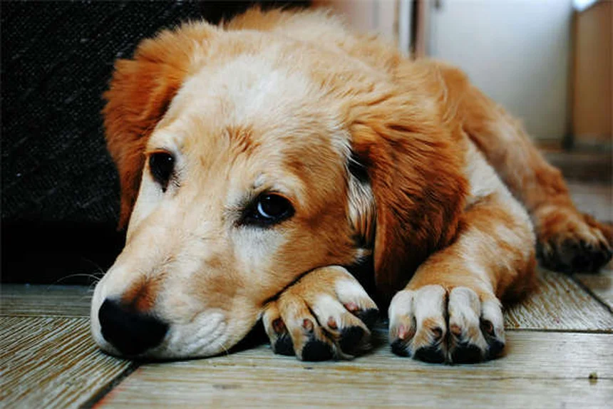 三脚犬の飼い方とケアのコツ：健康で長生きさせるための準備ガイド