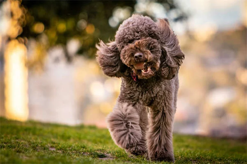 愛犬の尿失禁にインカリン®は効く？体験談でわかる7つのポイント