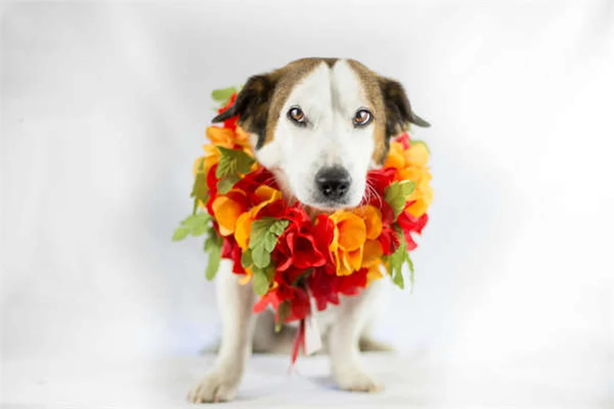 犬の穴掘り、原因を特定して解決する完全ガイド