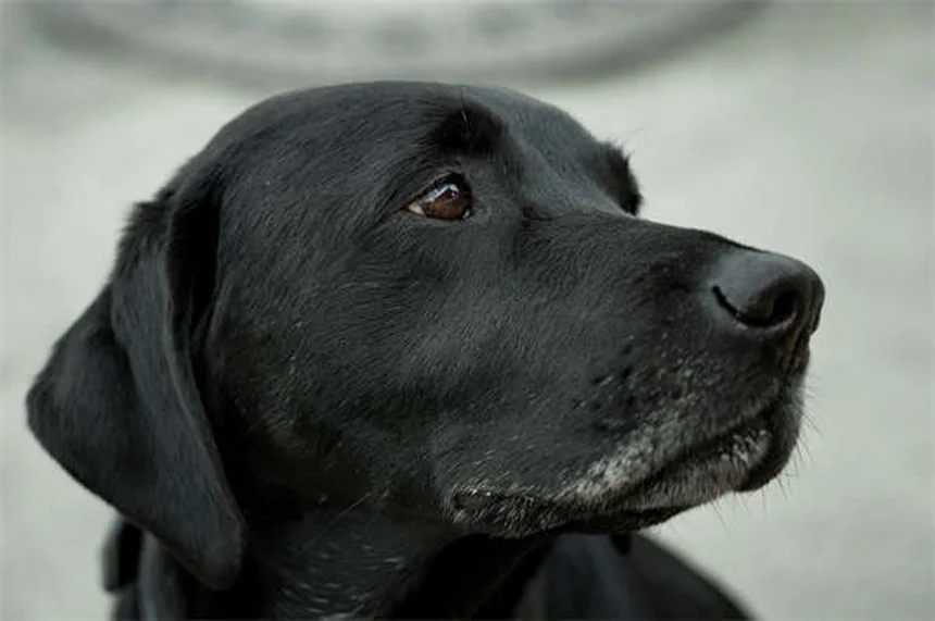 犬へのイモジウム与え方と副作用：安全に使うための注意点