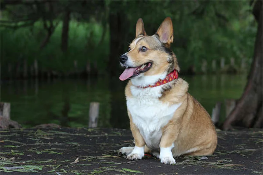 初めて会う犬の正しい撫で方、間違えると危険？