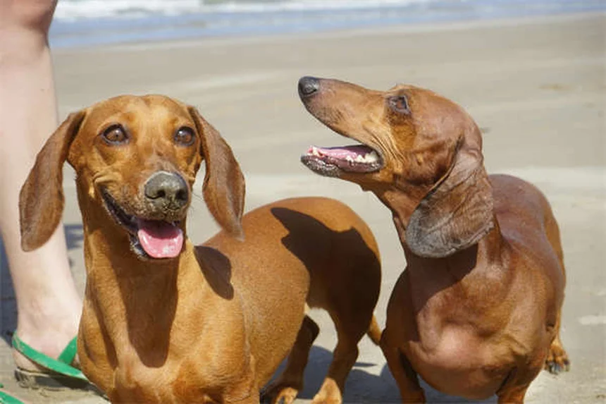 うんち処理で困らない！犬のうんちを簡単に拾う3つの秘訣