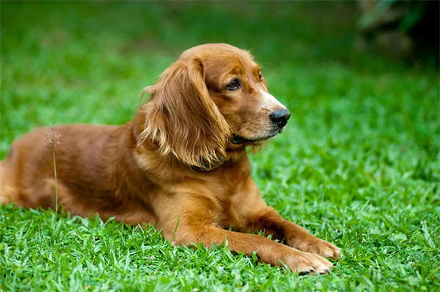 うんち処理で困らない！犬のうんちを簡単に拾う3つの秘訣