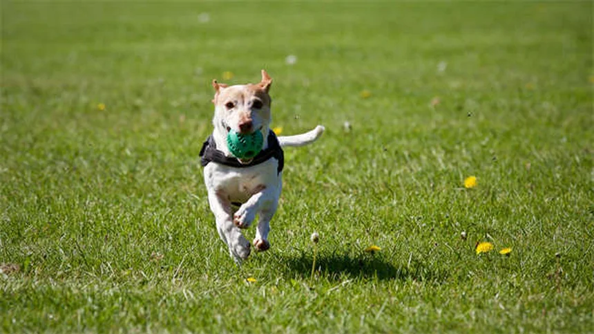 ペットの悲しみと深い絆：飼い主を待つ犬の気持ち