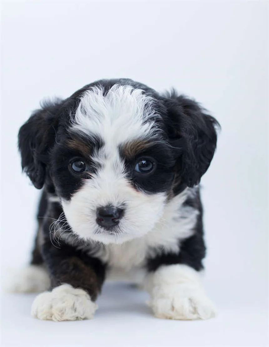 犬の目が赤い！すぐに獣医に連れて行くべき危険な原因と対処法