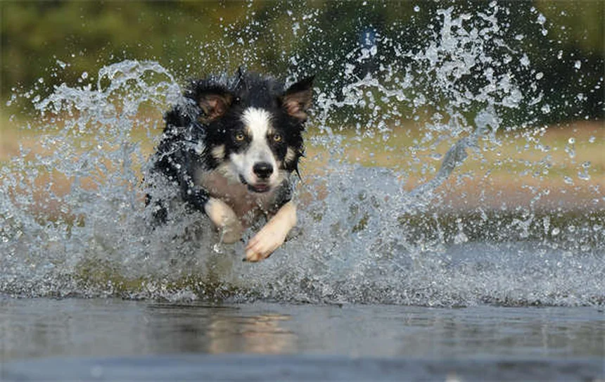 犬の目が赤い！すぐに獣医に連れて行くべき危険な原因と対処法