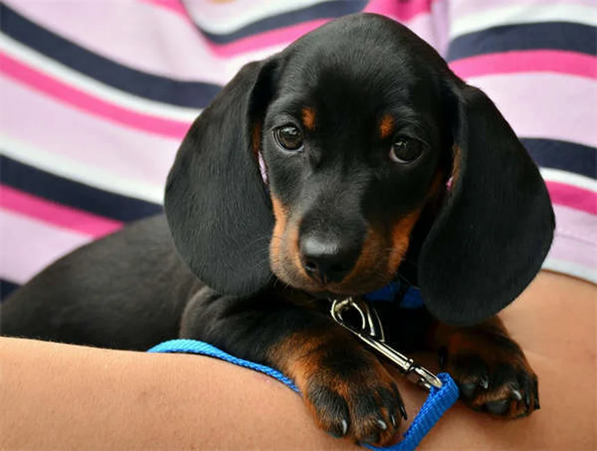 犬が紫陽花を食べたら？症状・対処法・予防策を徹底解説