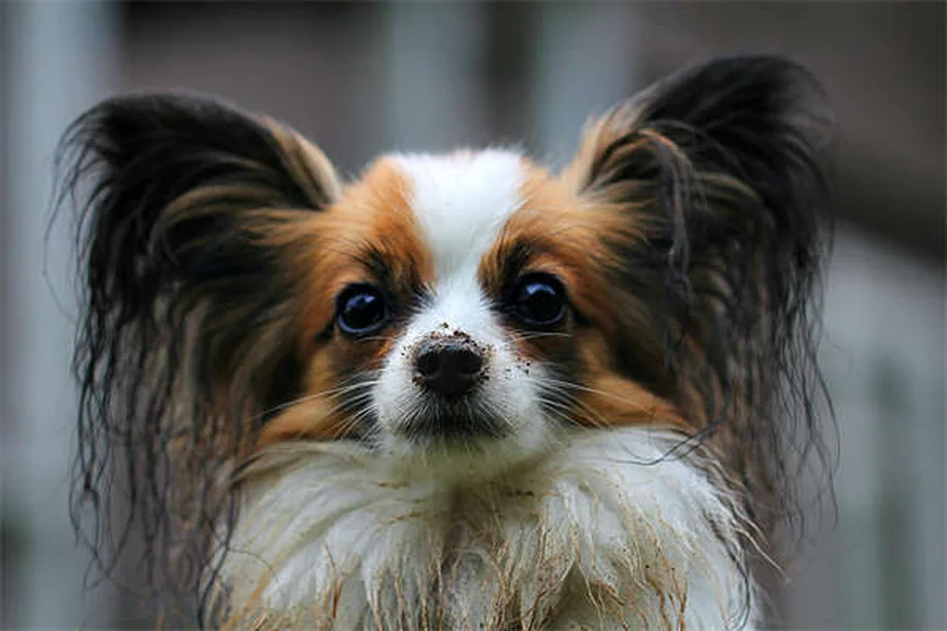 犬が紫陽花を食べたら？症状・対処法・予防策を徹底解説
