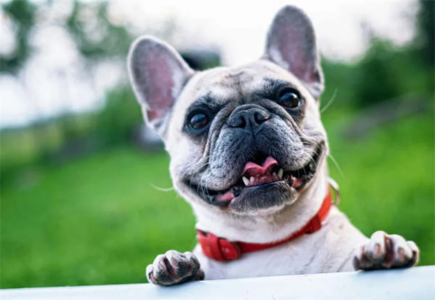 愛犬の水泳を成功させるコツ｜初心者でもできる7つのステップ