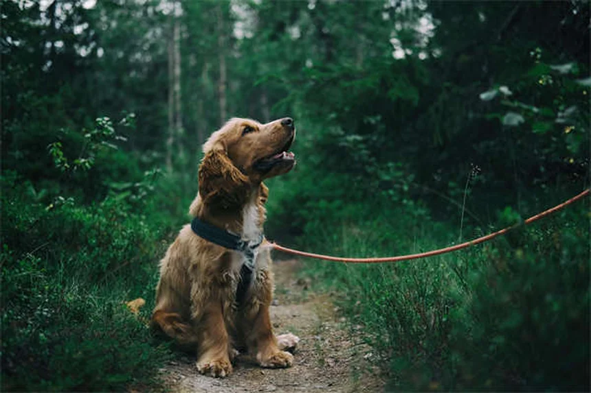 犬の季節性アレルギー、知っておきたい症状と正しい管理方法