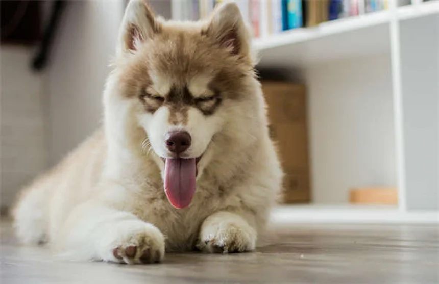 馬を飼う費用は年間いくら？30万円から200万円のリアル
