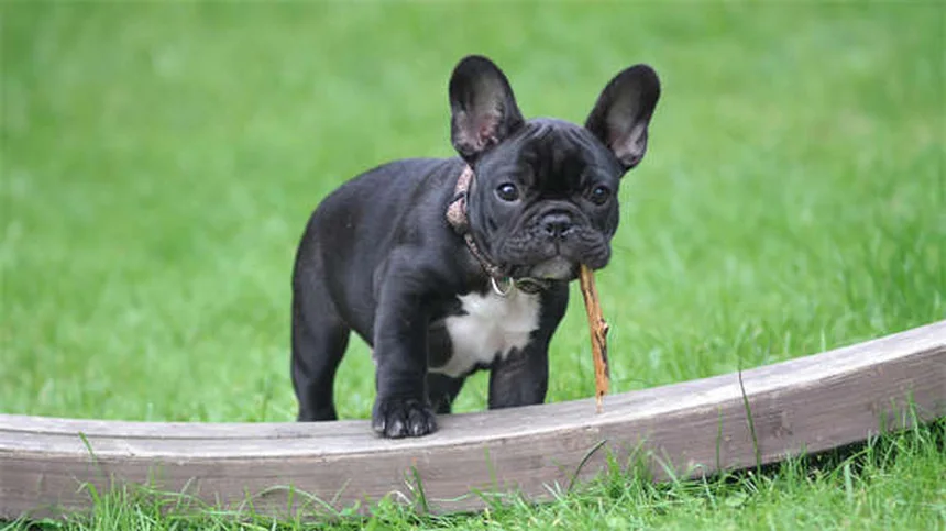 犬のソタロール：効果・副作用・正しい使い方まとめ