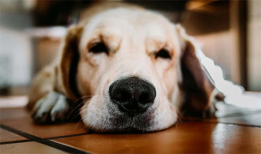犬のソタロール：効果・副作用・正しい使い方まとめ
