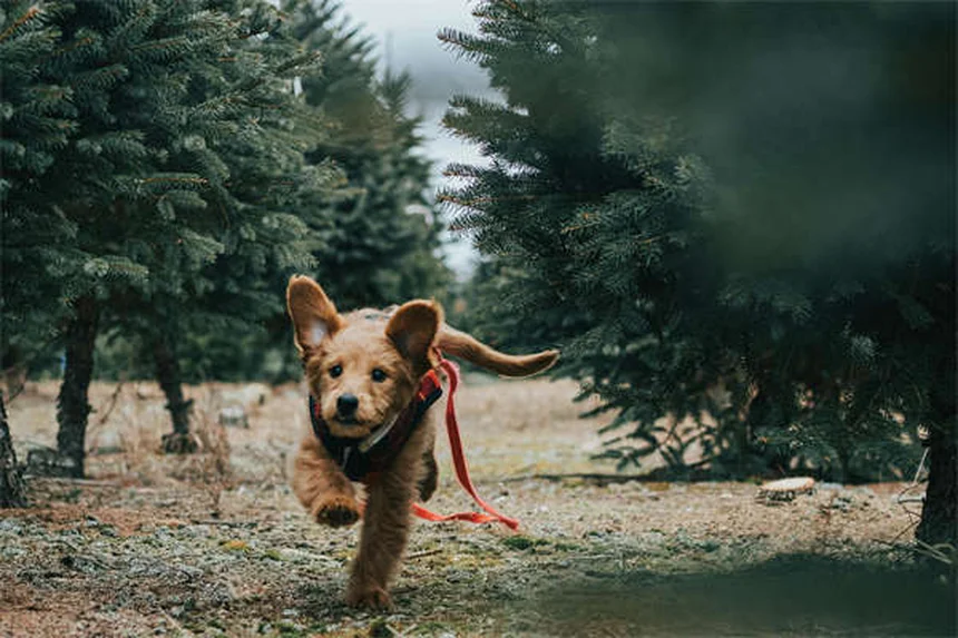 愛犬が訓練を忘れる理由は？環境と健康の影響を知ろう