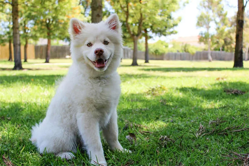 犬のシェイピングって？たった3ステップで難しいことも教えられる方法
