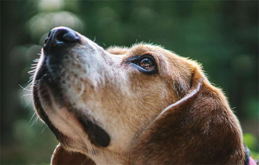 犬の失神の症状と原因、すぐにやるべき対処法を徹底解説